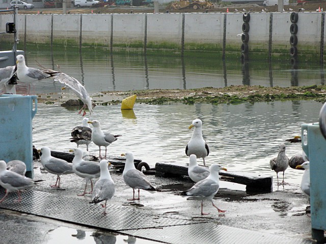 9/13. Les oiseaux sur le port. Mar 15.07.2008 - 10:27.