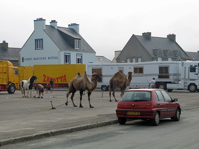 13/13. Un chameau et un dromadaire en Bretagne. Mar 15.07.2008 - 10:36.
