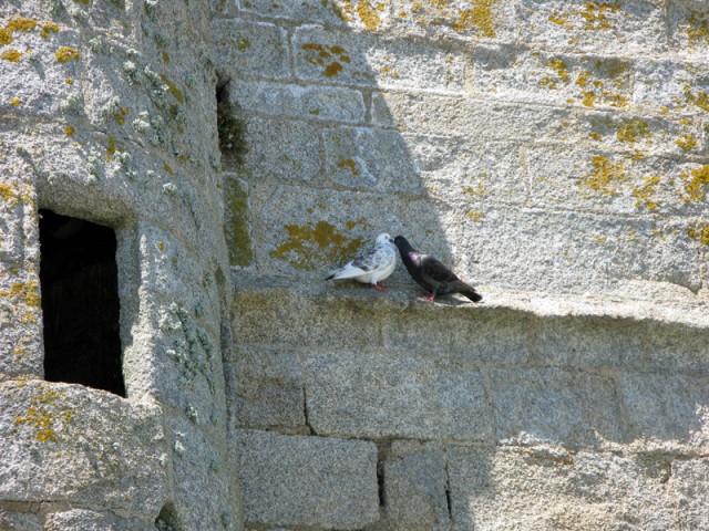 5/17. Saint-Pierre : pigeons sur la Tour Carrée Jeu 17.07.2008 - 15:49.