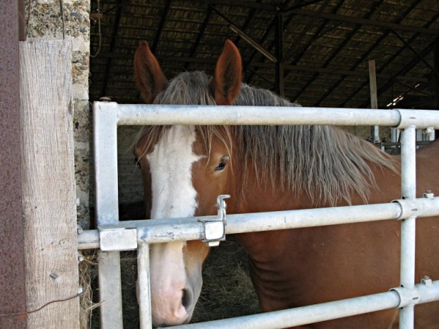 5/10. Les Gabachoux : cheval rêveur. Ven 10.10.2008, 15:05.