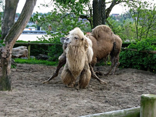 40/62. Zoo de Maubeuge. Deux chameaux de Bactriane. Lun 27.04.2009 - 16:43.