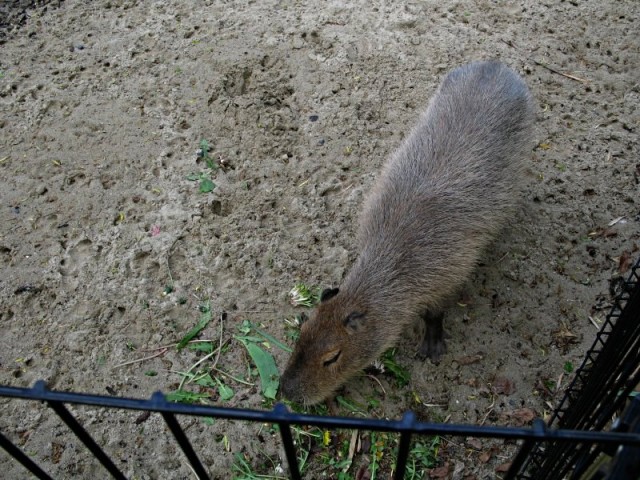 43/62. Maubeuge. Capybara, le plus grand rongeur actuel. Amérique du Sud. Lun 27.04.2009 - 16:47.
