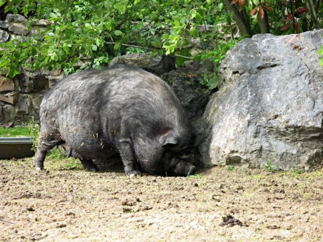 45/62. Zoo de Maubeuge. Cochon que j'sais pas c'que c'est. Lun 27.04.2009 - 16:53.