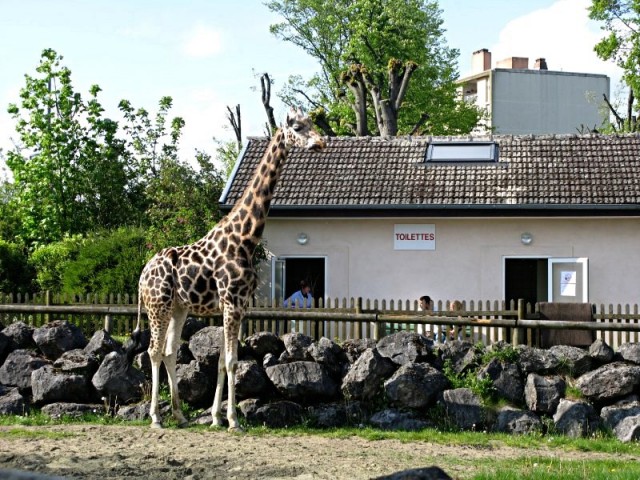 49/62. Zoo de Maubeuge. Girafe de rothschild. Afrique. Lun 27.04.2009 - 17:05.