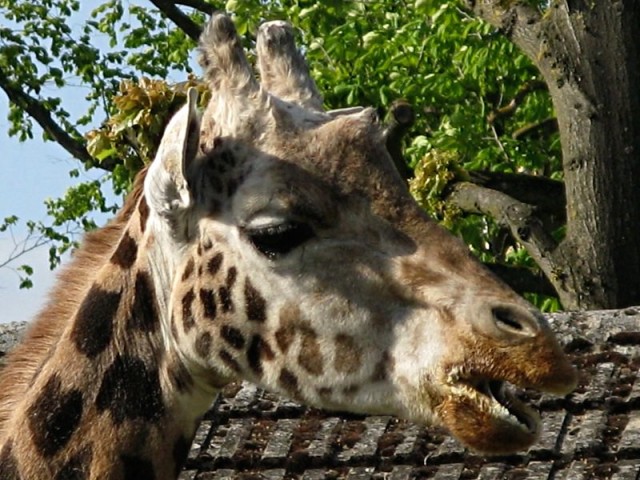 50/62. Zoo de Maubeuge. Girafe de rothschild. Afrique. Lun 27.04.2009 - 17:06.
