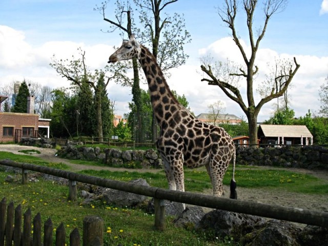 51/62. Zoo de Maubeuge. Girafe de rothschild. Afrique. Lun 27.04.2009 - 17:09.