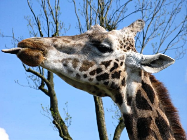 52/62. Zoo de Maubeuge. Girafe de rothschild. Afrique. Lun 27.04.2009 - 17:09.