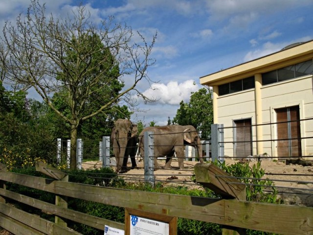 58/62. Zoo de Maubeuge. Eléphants d'Asie. Lun 27.04.09 - 17:39.