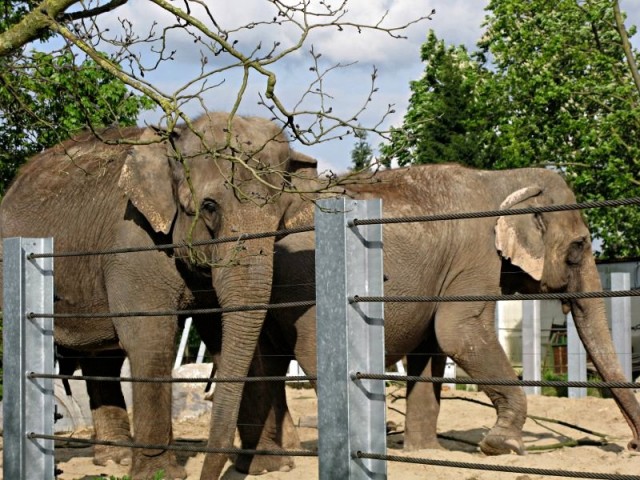 59/62. Zoo de Maubeuge. Eléphants d'Asie. Lun 27.04.09 - 17:39.