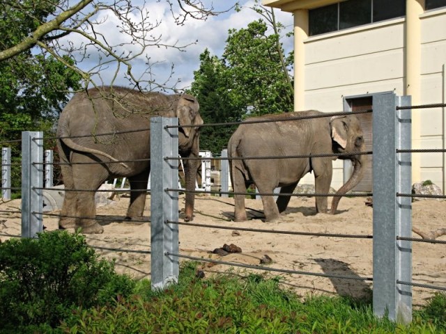 60/62. Zoo de Maubeuge. Eléphants d'Asie. Lun 27.04.09 - 17:39.
