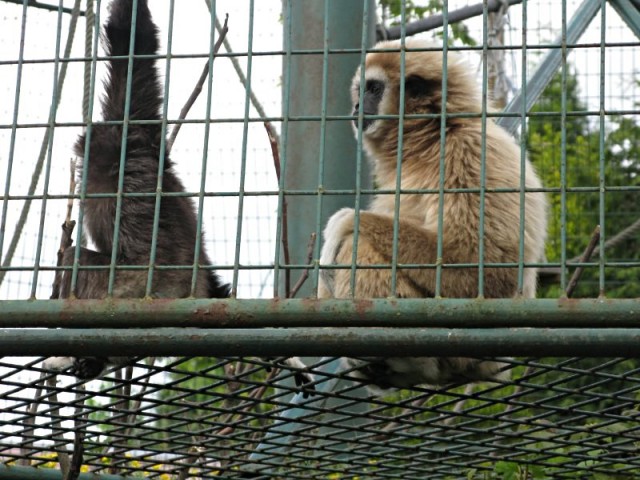 61/62. Zoo de Maubeuge. Gibbon lar. Java, Sumatra, Thaïlande. Lun 27.04.2009 - 17:45.