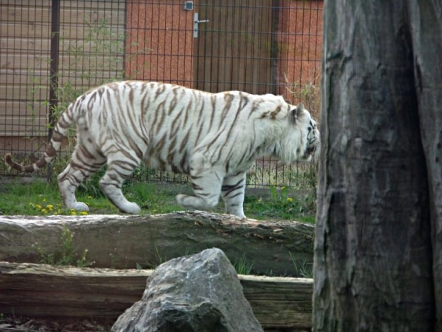 62/62. Zoo de Maubeuge. Un des deux tigres blancs. Lun 27.04.2009 - 17:48.