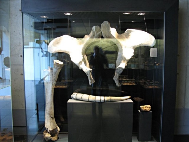 8/60. Musée de l'Ardenne. Bassin, fémur et molaire de mammouth. Mar 28.04.2009 - 14:26.