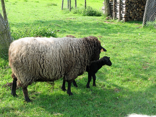 9/23. Wihr-au-Val. Des moutons près du club canin. Dim 3/5/2009. 10:11.