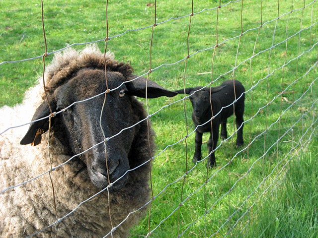 10/23. Wihr-au-Val. Des moutons près du club canin. Dim 3/5/2009. 10:11.