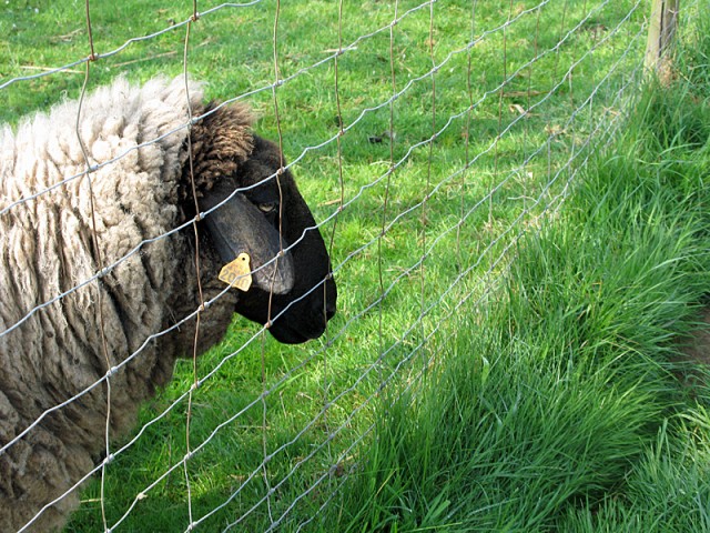 11/23. Wihr-au-Val. Des moutons près du club canin. Dim 3/5/2009. 10:11.