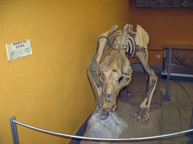 26.08.2009. Tautavel. Musée de la préhistoire