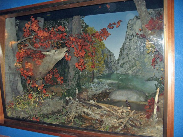 26.08.2009. Tautavel. Musée de la préhistoire