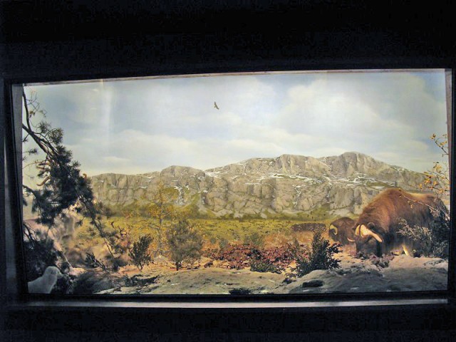 26.08.2009. Tautavel. Musée de la préhistoire