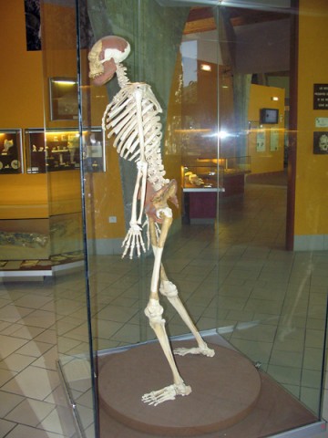 26.08.2009. Tautavel. Musée de la préhistoire