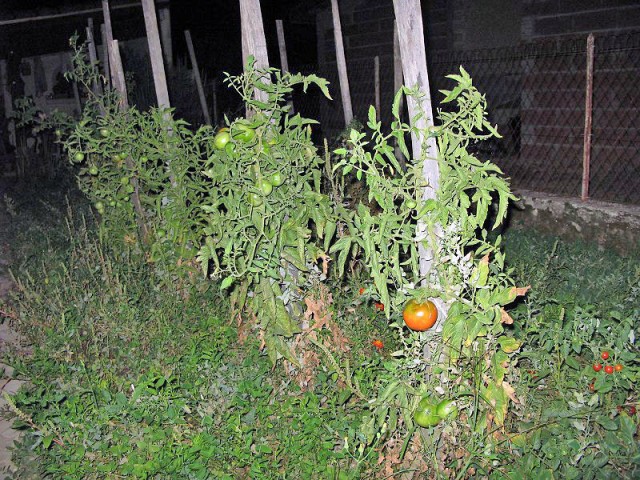 Du côté des tomates. Jeu 03.09.2009, 21:51.