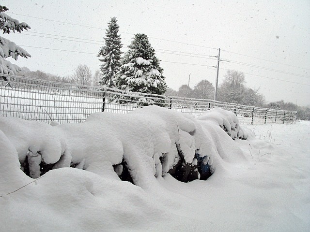 Sous la neige, le tas de bois. Sam 09.01.2010, 15:13.