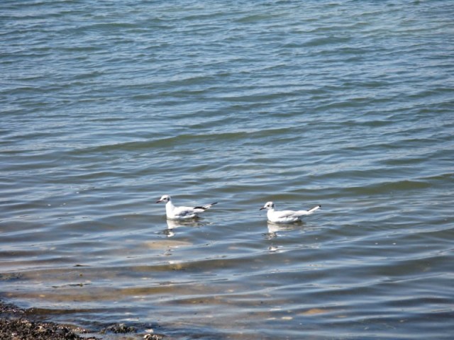 La Grée-Penvins. Promenade sur la pointe