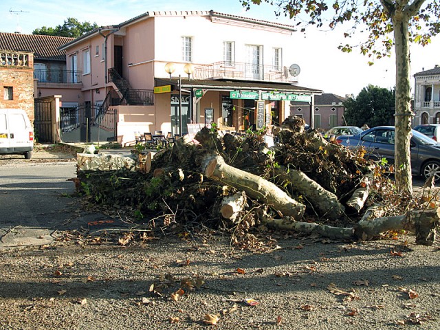 1/6. Les platanes abattus de la Promenade. Mar 12.10.2010, 18:02.