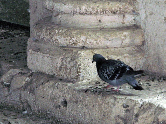 20/24. Le cloître de Moissac. Pigeon dans la salle haute. Mer 13.10.2010, 17:10.