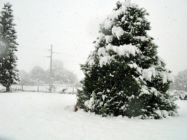 13/41. Kéradennec sous la neige. Mer 01.12.2010, 12:56.