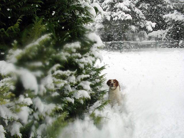 14/41. Kéradennec sous la neige. Mer 01.12.2010, 12:57.