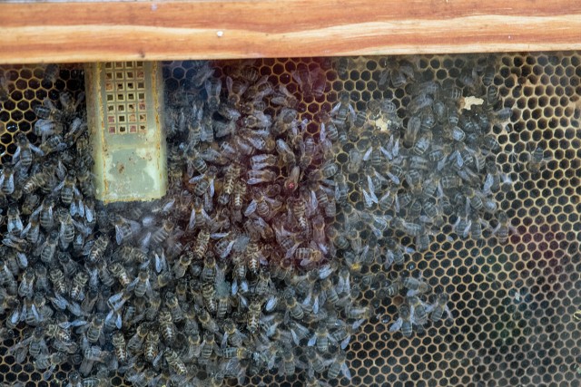 30/54. Les abeilles. Dim 27.04.2014, 16 h 55.