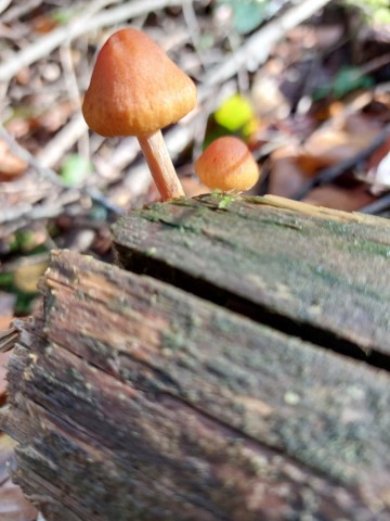 14.11.2023. Au bois et au jardin