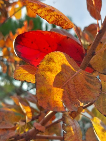 14.11.2023. Au bois et au jardin