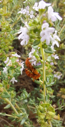 02.06.2024. Route, fleurs, chien