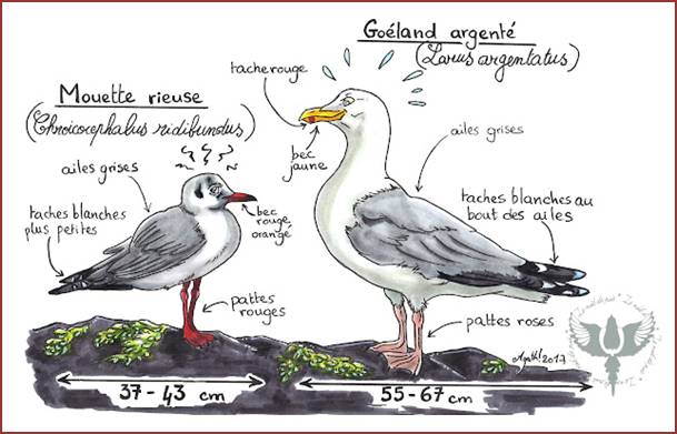 Mouette rieuse et Goéland argenté