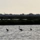 7/21. Postée dim 30.06.2024, 11:09. Gruissan. Les Salins. Oiseaux. © Pho Tos.