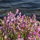 9/21. Postée dim 30.06.2024, 11:09. Gruissan. Les Salins. Fleurs. © Pho Tos.