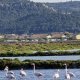 12/21. Postée dim 30.06.2024, 11:09. Gruissan. Les Salins. Oiseaux. © Pho Tos.