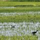 17/21. Postée dim 30.06.2024, 11:09. Gruissan. Les Salins. Oiseaux. © Pho Tos.