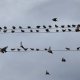 8/38. Postée mar 22.10.2024, 19h10. Oiseaux. © Pho Tos.