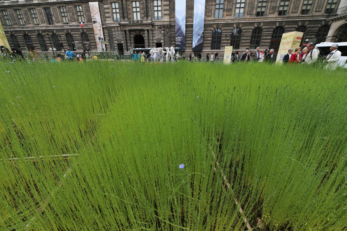 1/8. Un champ de lin place du Palais Royal, à Paris. © Michel Stoupak. Dim 09.06.2013, 14h24m31. 1/8. Un champ de lin place du Palais Royal, à Paris. © Michel Stoupak. Dim 09.06.2013, 14h24m31.