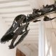 12/16. 14h18m10. Sam 16.11.2024. Le plus grand squelette de dinosaure jamais vendu aux enchères en France. © Michel Stoupak.