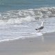 14/66. 11h54m51. Mar 14.05.2024. Oiseau de plage. © Michèle Coulon.