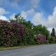 27/66. 11h34m37. Mer 15.05.2024. Rhododendrons géants en bord de route. © Michèle Coulon.