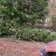 1/9. 15h30. Jeu 23.11.2017. Cet arbre n'a pas résisté au vent. © Jeff Saby