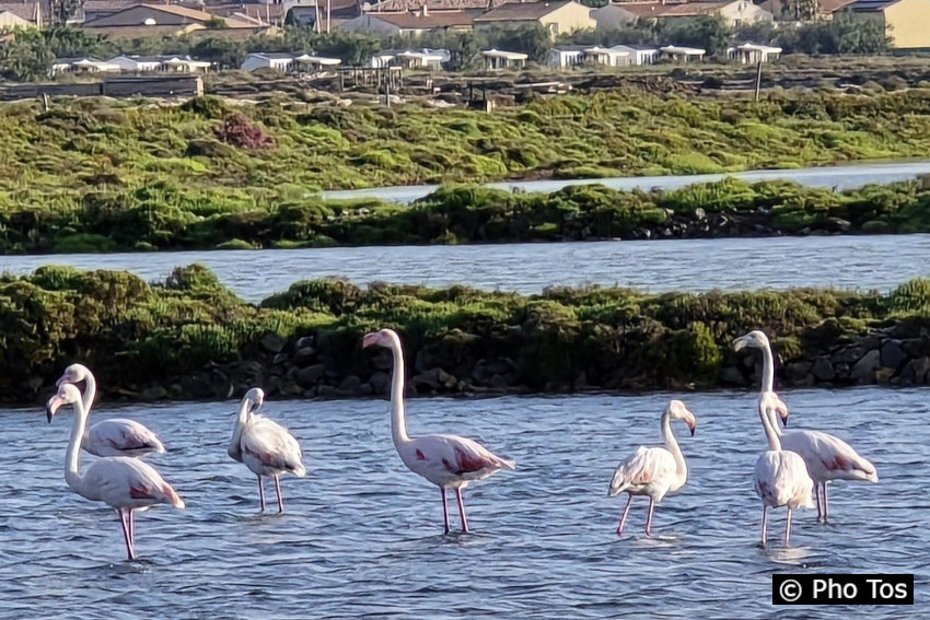 12/21. Postée dim 30.06.2024, 11:09. Gruissan. Les Salins. Oiseaux. © Pho Tos. 12/21. Postée dim 30.06.2024, 11:09. Gruissan. Les Salins. Oiseaux. © Pho Tos.