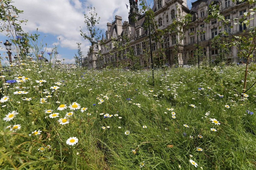 1/5. Un Jardin éphémère à l'hôtel de ville de Paris. © Michel Stoupak. Dim 30.06.2013, 14h14m56. 1/5. Un Jardin éphémère à l'hôtel de ville de Paris. © Michel Stoupak. Dim 30.06.2013, 14h14m56.